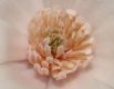 image of Magnolia loebneri