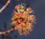 image of Acer rubrum