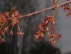 image of Acer rubrum