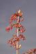 image of Acer rubrum