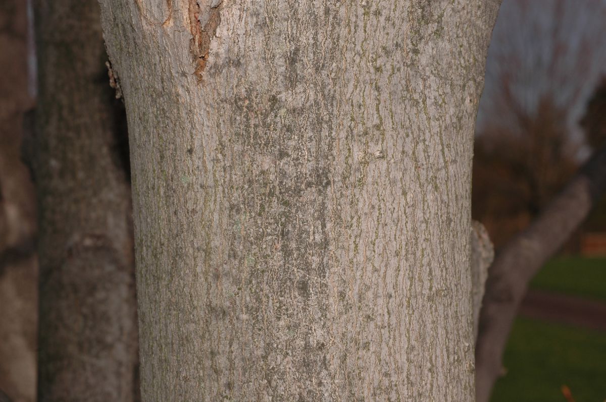 Aceraceae Acer rubrum