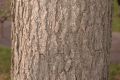 image of Quercus bicolor