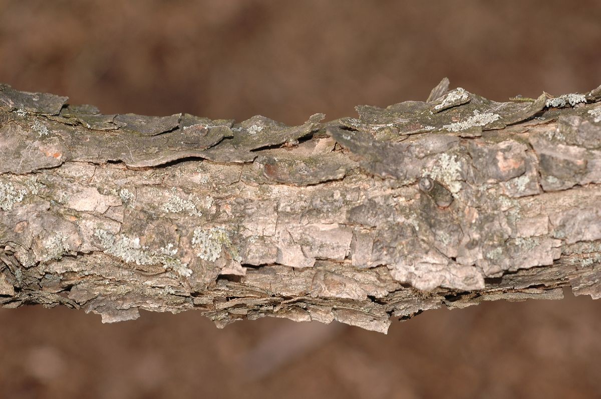 Fagaceae Quercus bicolor