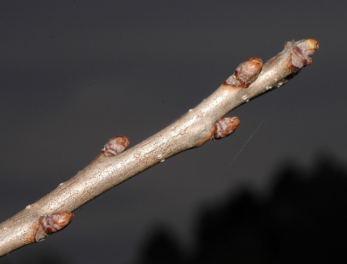Fagaceae Quercus bicolor