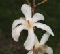image of Magnolia kobus