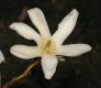 image of Magnolia kobus