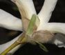 image of Magnolia kobus
