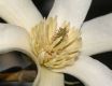 image of Magnolia kobus