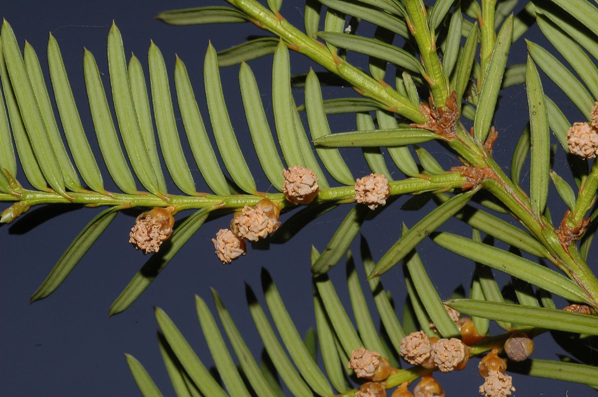 Taxaceae Taxus cuspidata