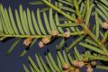 image of Taxus cuspidata