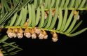 image of Taxus cuspidata
