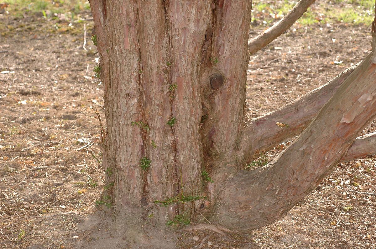 Taxaceae Taxus cuspidata