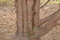 image of Taxus cuspidata