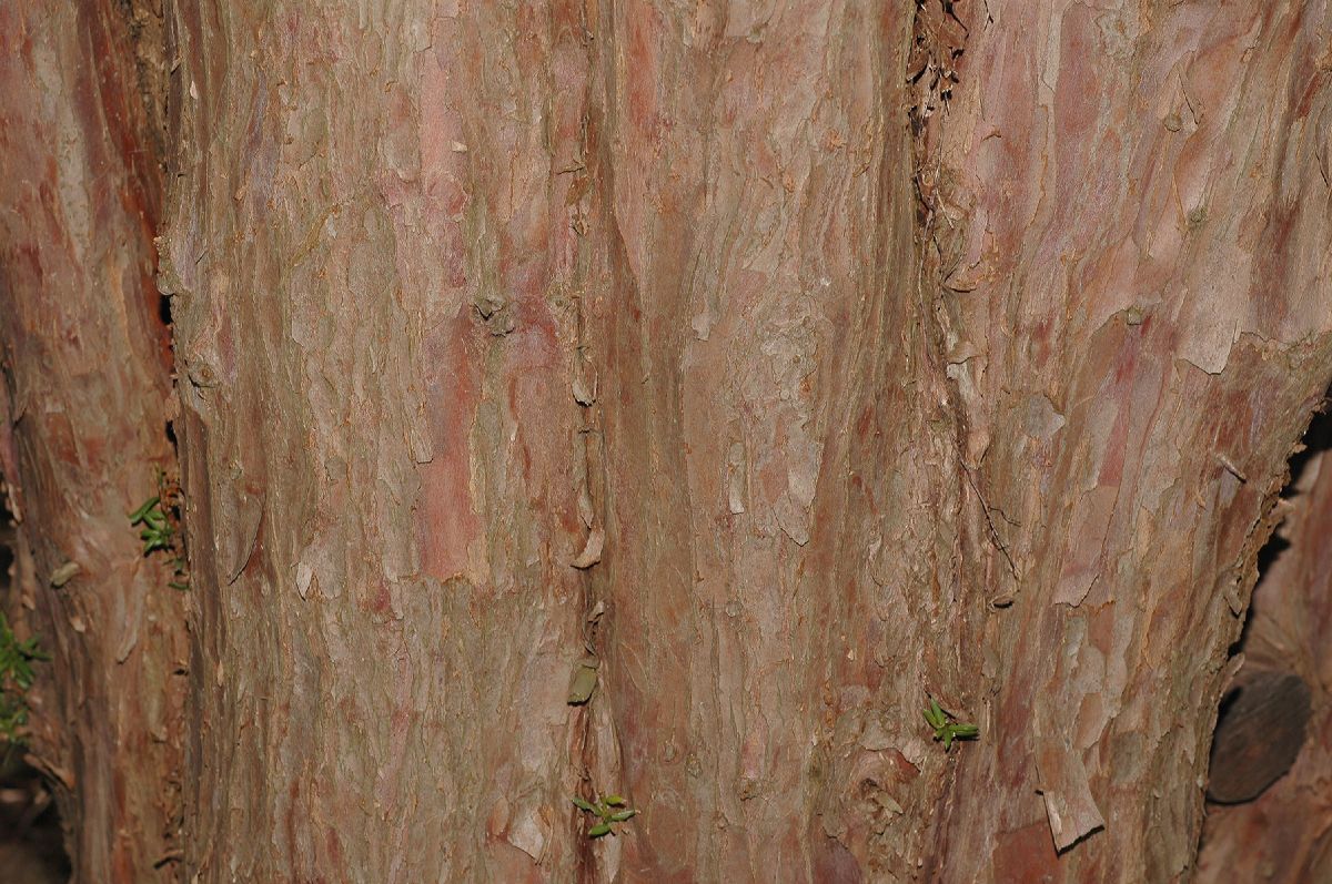 Taxaceae Taxus cuspidata
