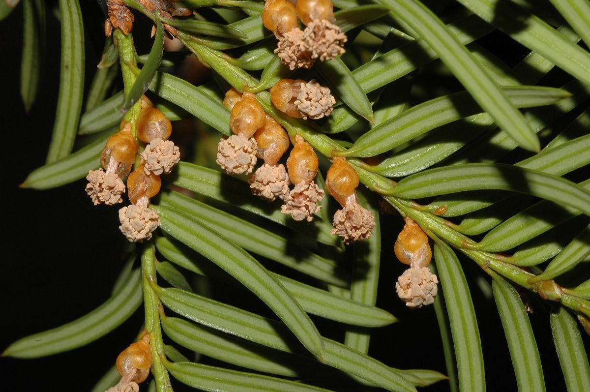 Taxaceae Taxus media