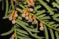 image of Taxus media