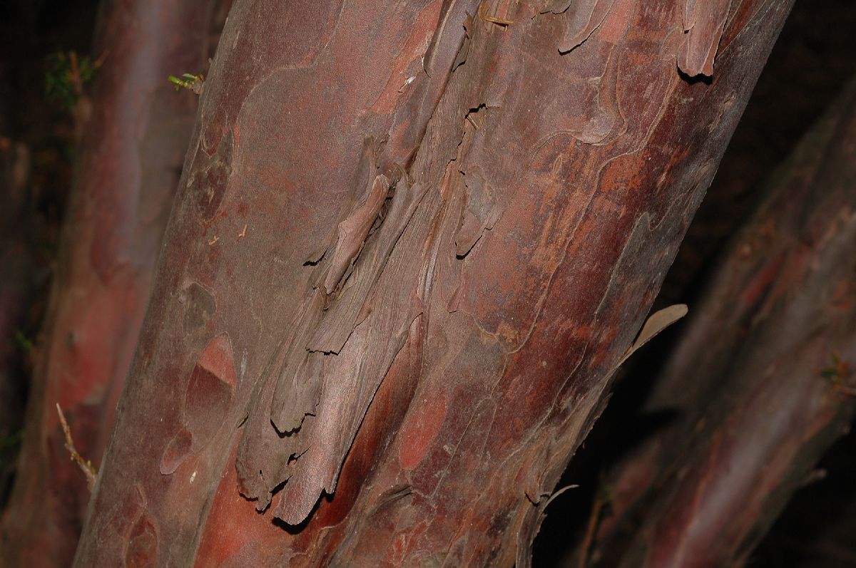 Taxaceae Taxus media