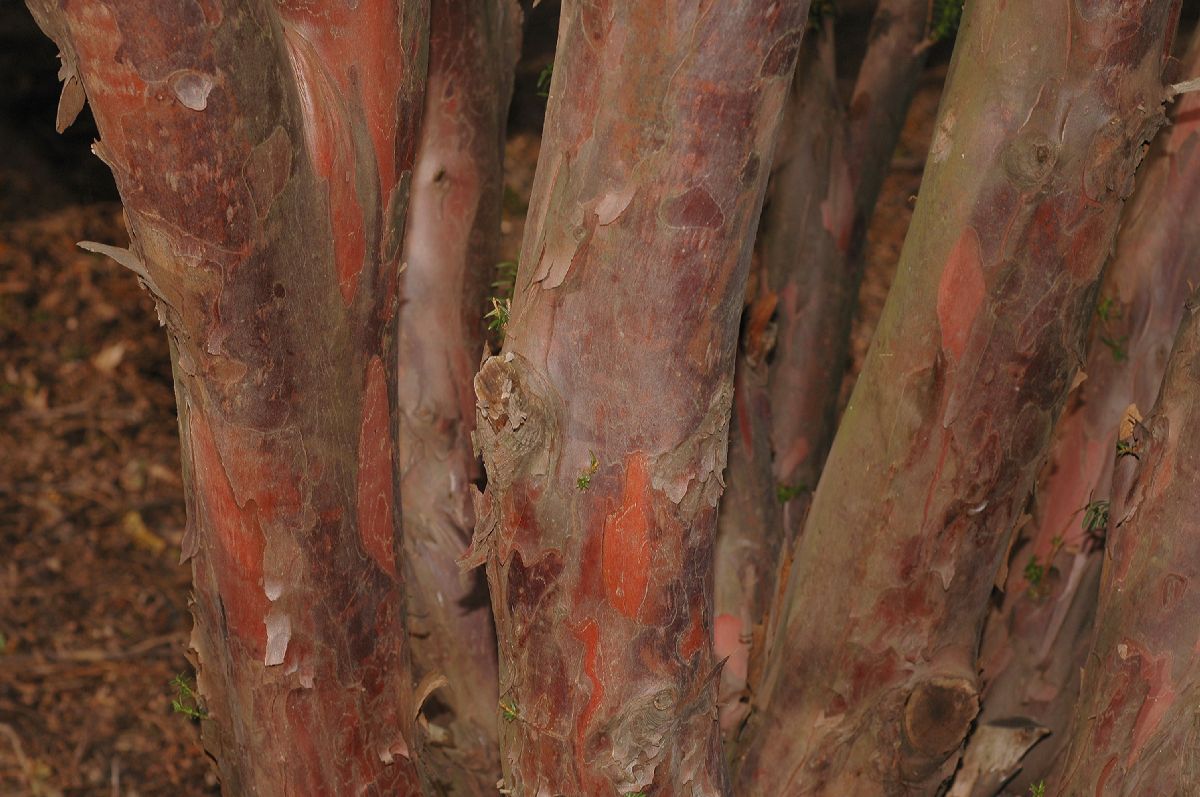 Taxaceae Taxus media