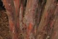 image of Taxus media