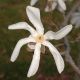 image of Magnolia salicifolia