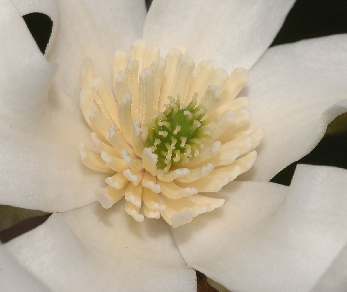 Magnoliaceae Magnolia salicifolia