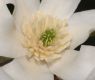 image of Magnolia salicifolia