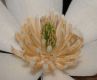 image of Magnolia salicifolia