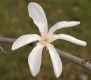 image of Magnolia salicifolia