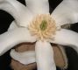 image of Magnolia salicifolia