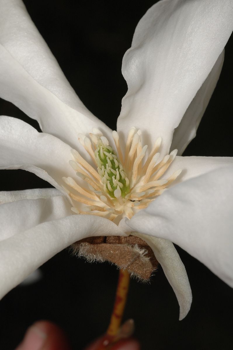 Magnoliaceae Magnolia salicifolia