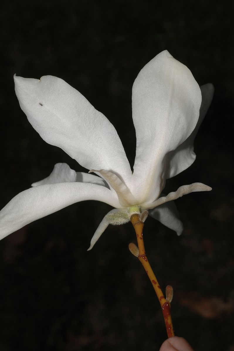 Magnoliaceae Magnolia salicifolia