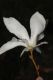 image of Magnolia salicifolia