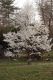 image of Magnolia salicifolia