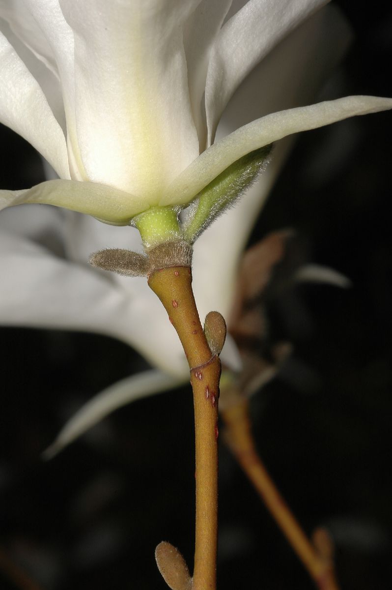 Magnoliaceae Magnolia salicifolia