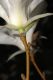 image of Magnolia salicifolia