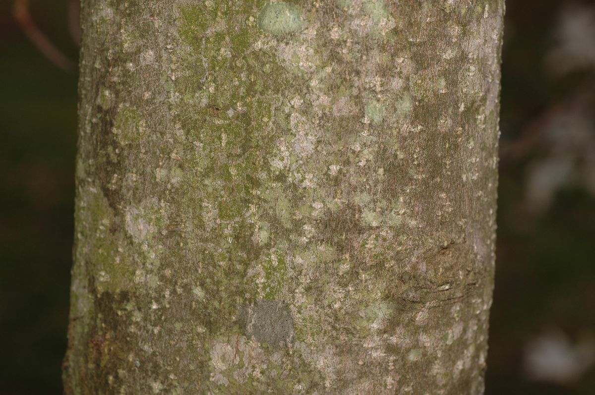 Magnoliaceae Magnolia salicifolia