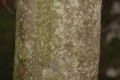 image of Magnolia salicifolia