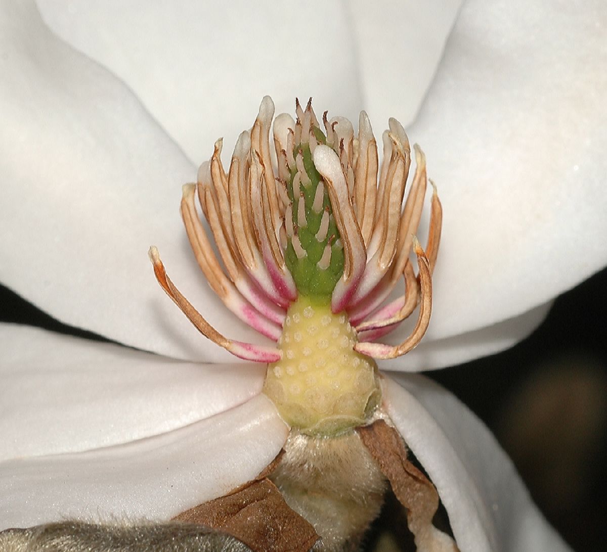 Magnoliaceae Magnolia loebneri