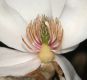 image of Magnolia loebneri