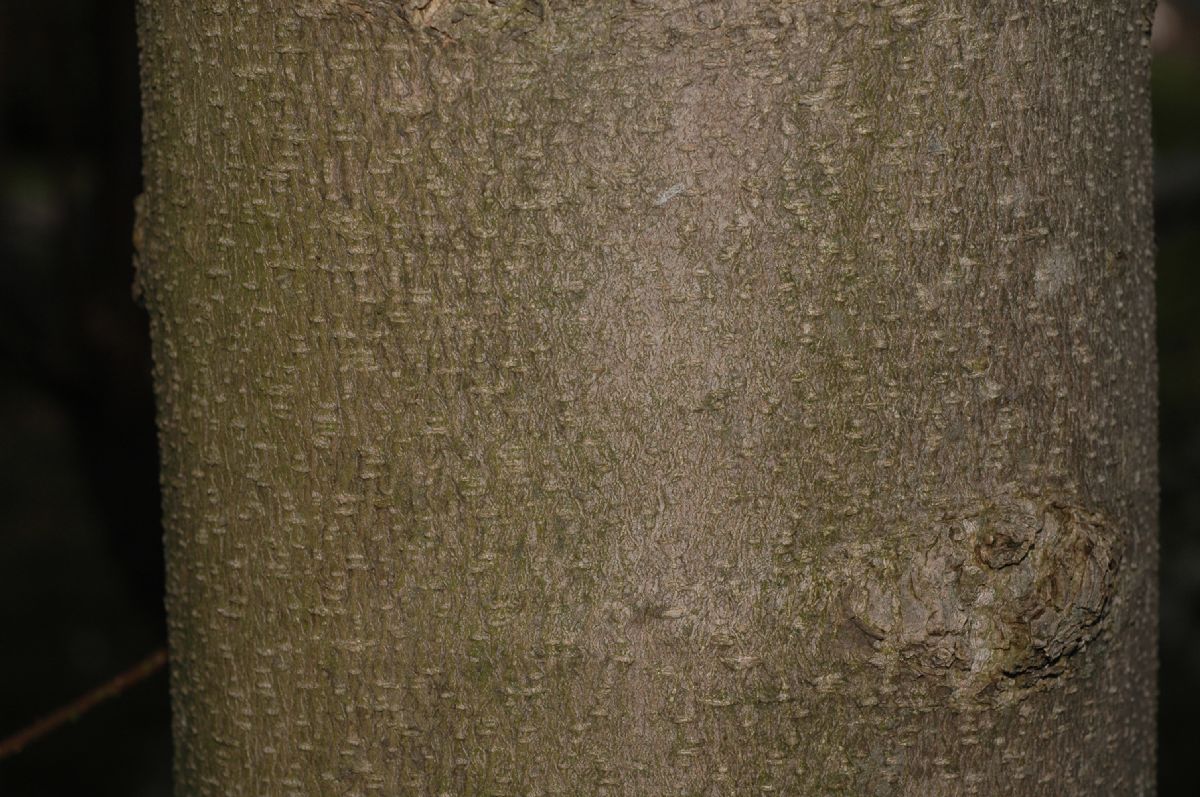 Magnoliaceae Magnolia loebneri