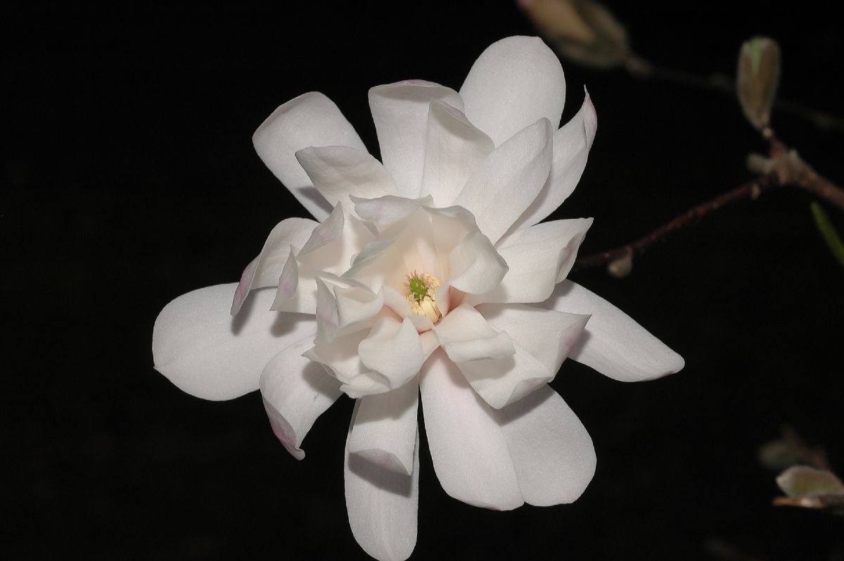 Magnoliaceae Magnolia kobus