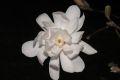 image of Magnolia kobus