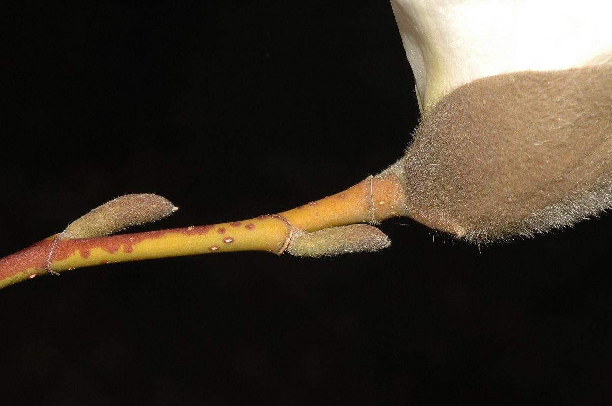 Magnoliaceae Magnolia kobus