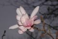 image of Magnolia kolbus