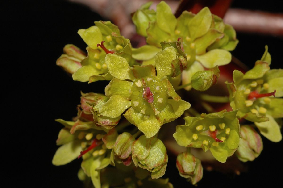 Aceraceae Acer platanoides