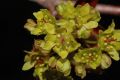 image of Acer platanoides
