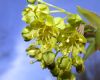 image of Acer platanoides