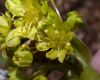 image of Acer platanoides