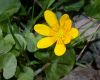 image of Ranunculus ficaria