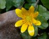 image of Ranunculus ficaria